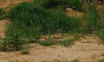 Imagem 3: Terreno em Indaiatuba pronto para construir- Itaici - 164M2