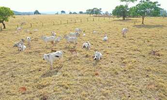 Imagem 4: FAZENDA 67 ALQUEIRES MUN.JARAGUA GOIAS