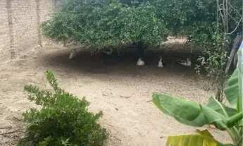 Imagem 3: Vende- Se uma Chácara um Pedaço do Paraiso