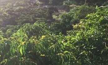 Imagem 6: Venda-se está chácara de 1.000 M2 na Santa Fé Municipal de Cachoeiro de Itapemirim/ES