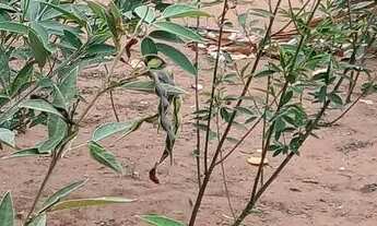 Imagem 4: Baixei para vender logo