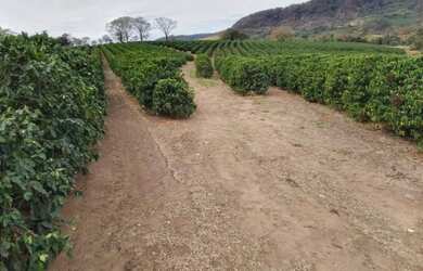 Imagem: 120 mil pés de café mecanizaveis, toda