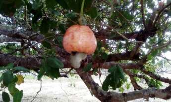 Imagem 7: Fazenda em Chapadinha as margens do rio Munin