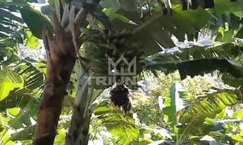 Imagem 3: Sítio.!! st446 Chácara com venda por R$169.000