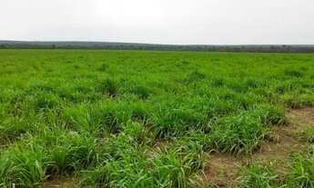 Imagem 5: Fazenda 110 alqueires 67 km de Porto Nacional T0