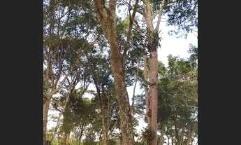 Imagem 2: Terrenos 1000m2 para sua chácara, bairro Três Lagoinhas - Mairinque - SP