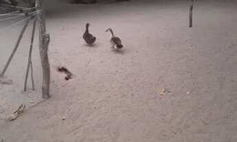 Imagem 4: Vendo Sítio No Município De Beberibe Ceará