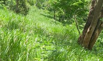 Imagem: Arrendo fazenda 32 alqueires toda formada