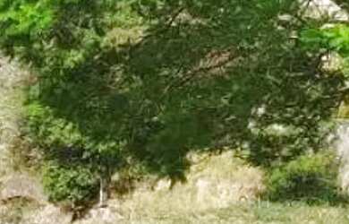 Imagem 4: TERRENO EM CONDOMÍNIO - MOINHO DE VENTO - SP