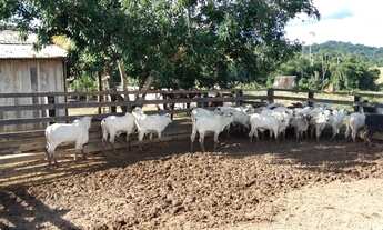 Imagem 5: Venda Fazenda-153 alqueires-Casa-Pasto-Contriguaçu-Mato Grosso