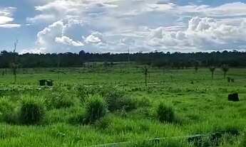 Imagem 3: Fazenda com 120 hectares a 20 km de Rorainópolis a 3 km da BR-174, 55 hectares de pasto