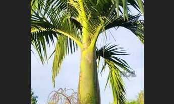 Imagem 7: Sítio em Fiuza Fazenda / sítio com venda por R$650.000