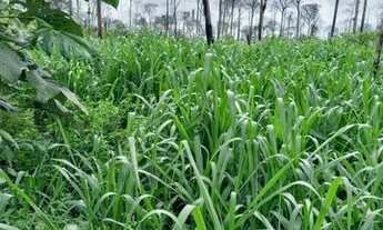 Imagem: Fazenda 1500 hectares