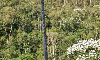 Imagem 4: Lote / Terreno à venda em Domingos Martins