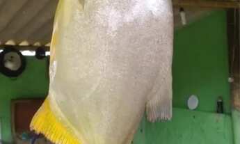 Imagem 4: CHÁCARA A VENDA NO MUNICÍPIO DE MINAS GERAIS