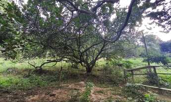 Imagem 7: Fazenda 10.5 Alqueires Em Guarapari