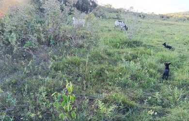 Imagem 4: Fazenda a venda na região de Serra Bonita/ Coopago no município de Buritis
