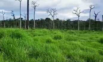 Imagem 4: Fazenda com 120 hectares a 20 km de Rorainópolis a 3 km da BR-174, 55 hectares de pasto