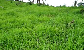 Imagem 6: Venda Fazenda-153 alqueires-Casa-Pasto-Contriguaçu-Mato Grosso