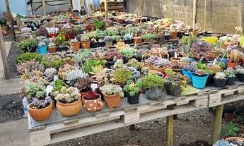 Imagem 6: Vendo Floricultura/Garden