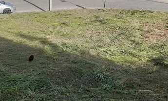 Imagem 3: Terreno a venda ou permulta em São jose