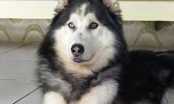 Imagem 6: Adoção Responsável