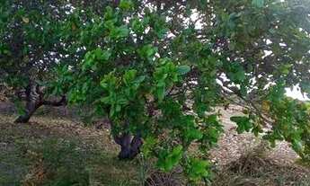 Imagem 2: Terreno Terreno / lote com venda por R$18.000