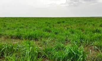 Imagem 6: Fazenda 110 alqueires 67 km de Porto Nacional T0