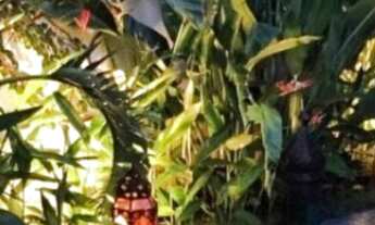 Imagem 2: Casa de Condomínio à Venda no Residencial Gaivota I com 4 Quartos por R$ 1.650.000