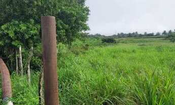 Imagem: Vendo excelente sítio em alagoinhas