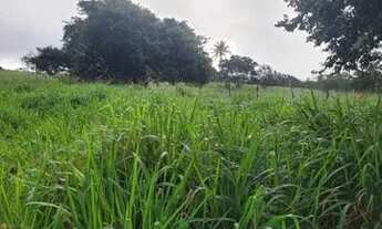 Imagem 4: Vendo excelente sítio em alagoinhas