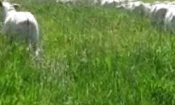 Imagem 4: FAZENDA EM CAMPOS BELOS - GO: Uma oportunidade única!