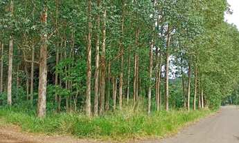 Imagem 5: Chácara em diamante do oeste