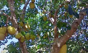 Imagem 3: Vendo um sítio com casinha simples