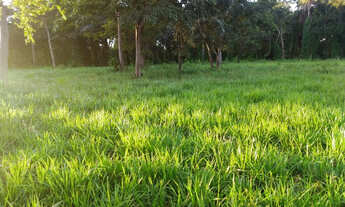 Imagem: Goias-GO Município Nova Roma Vendo Fazenda