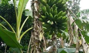 Imagem 4: Terreno em Guapimirim
