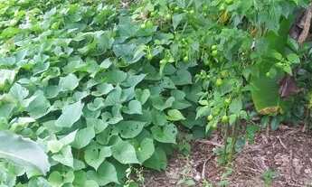 Imagem 6: Excelente Chacara com 1.600 m2 com casa 370,000 Campestre faxina