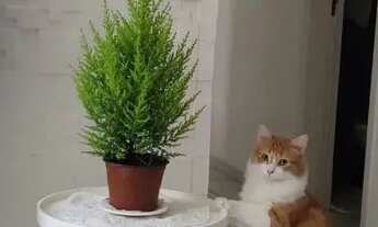 Imagem 6: Apartamento mobiliado Santa Amélia