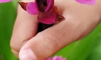 Imagem 6: Casa em condomínio virgem de Guadalupe chã grande