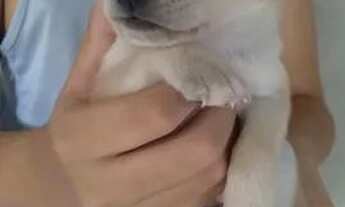 Imagem: Adoção Responsável