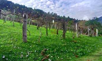 Imagem 2: Sítio à Venda em Canela!