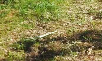 Imagem 2: Terreno à venda São José do Rio preto.Tanabi