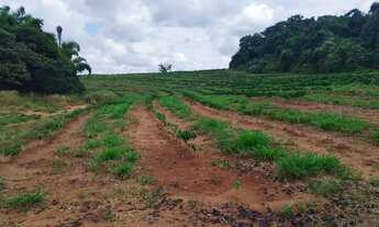 Imagem 3: Sítio 55 mil pés de café mecanizaveis