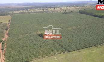 Imagem 5: Fazenda 40 alqueires (193 hectares) Cachoeira de Goias - GO