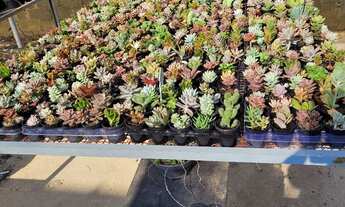 Imagem 5: Vendo Floricultura/Garden