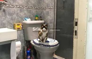 Imagem 3: Apartamento 2 quartos para Venda Casa Verde Alta, São Paulo