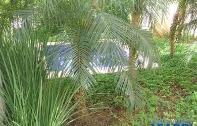 Imagem 3: APARTAMENTO - CHÁCARA KLABIN - SP