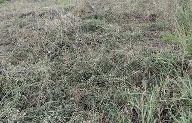 Imagem 2: Vendo um lote medindo 8x20 no povoado Miranda