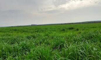 Imagem 4: Fazenda 110 alqueires 67 km de Porto Nacional T0
