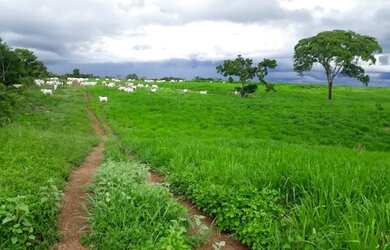 Imagem 3: Fazenda 110 alqueires 67 km de Porto Nacional T0